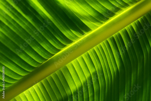 Obraz na płótnie detail of a fresh green banana leaf illuminated by the sun w salonie