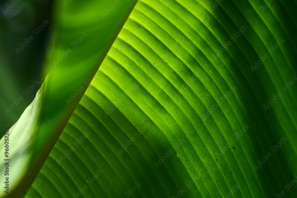 detail of a fresh green banana leaf illuminated by the sun