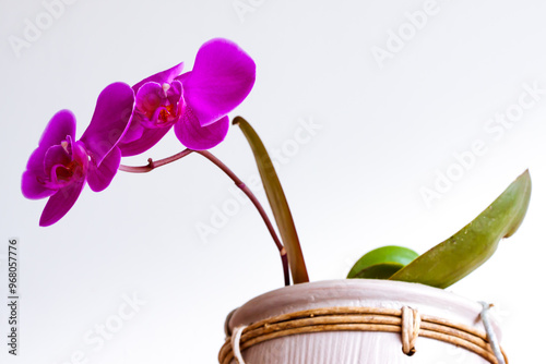 Orchidée 