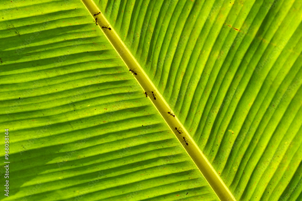 ants on a backlit banana leaf in the mekong delta