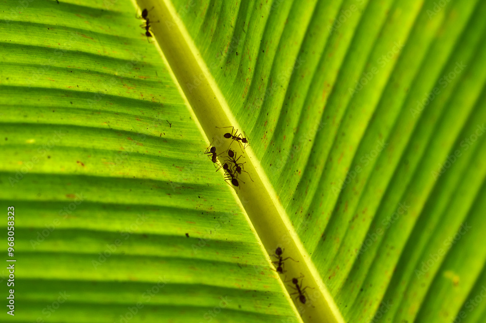 ants on a backlit banana leaf in the mekong delta
