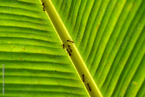 Obraz na płótnie ants on a backlit banana leaf in the mekong delta w salonie