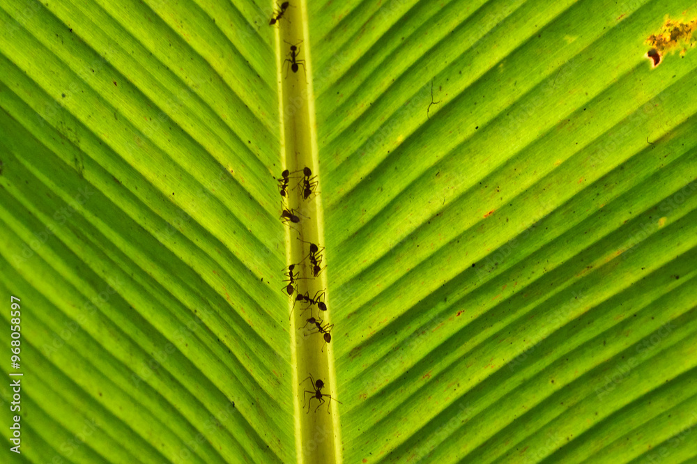 ants on a backlit banana leaf in the mekong delta