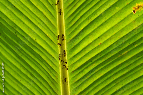 Obraz na płótnie ants on a backlit banana leaf in the mekong delta w salonie