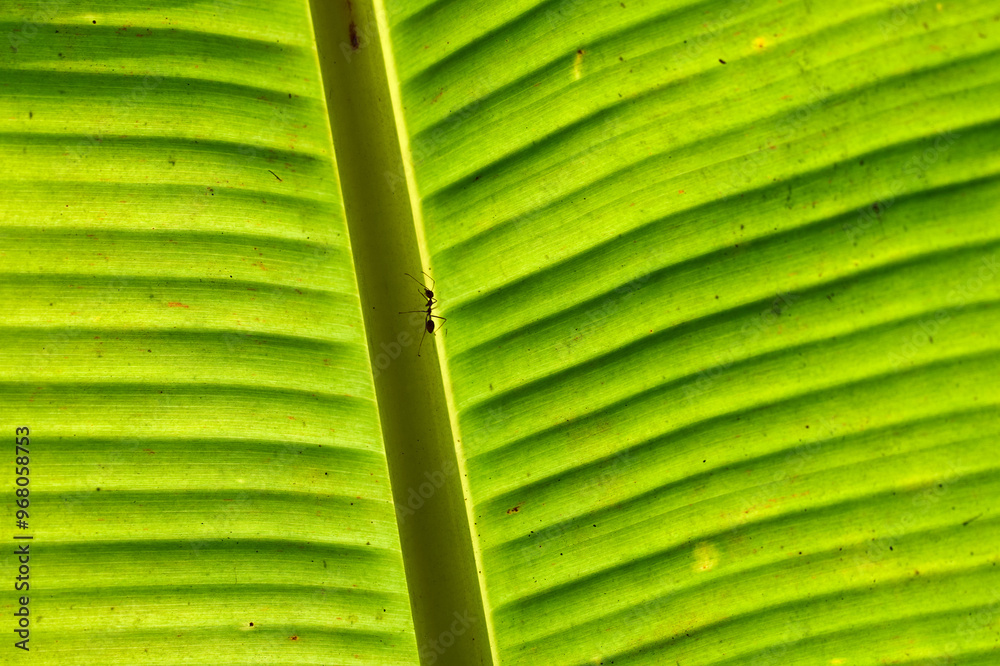 ants on a backlit banana leaf in the mekong delta