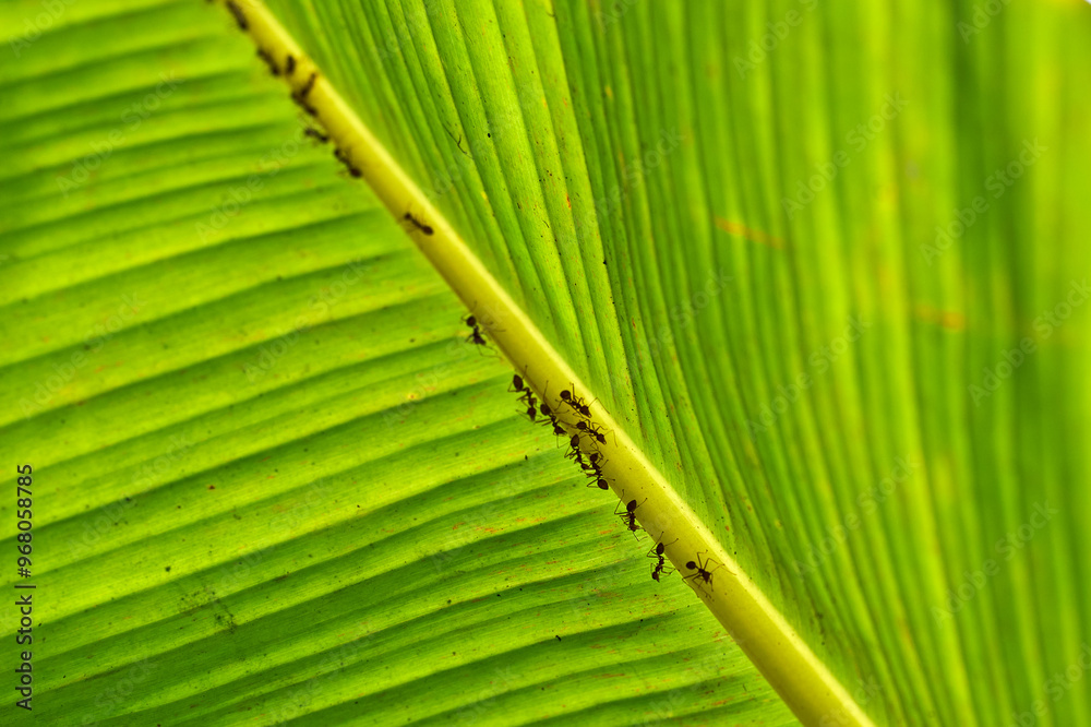 ants on a backlit banana leaf in the mekong delta