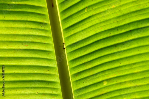 Obraz na płótnie ants on a backlit banana leaf in the mekong delta w salonie