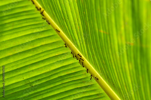 Obraz na płótnie ants on a backlit banana leaf in the mekong delta w salonie