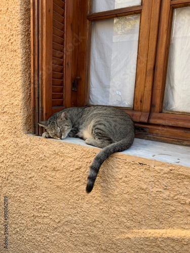 Cat sleeping on a window sill 