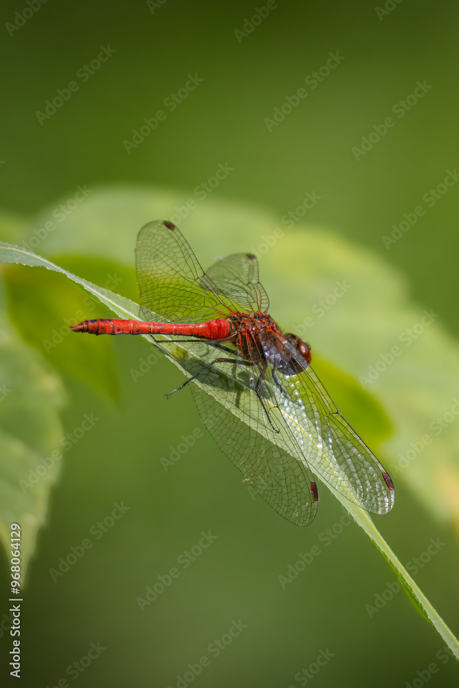 Close-up a male Ruddy darter sits on a green plant on a sunny summer day with a green background. Close-up a male Ruddy darter sits on a green plant on a sunny summer day with a green background.