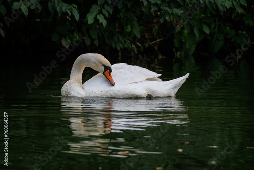 An adult mute swan swims in the water perpendicular to the camera lens on a cloudy summer day with a dark green background. 