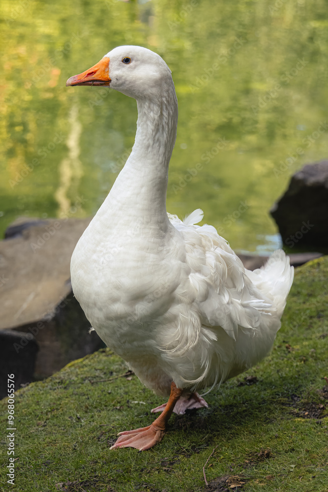 An adult domestic goose stands on the green grass near the pond and looks toward the camera lens on a sunny summer day. An adult domestic goose stands on the green grass near the pond and looks toward the camera lens on a sunny summer day.