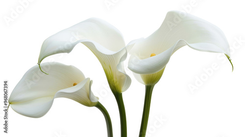 three blossoming white calla lilies flowers with green stems isolated on transparent background