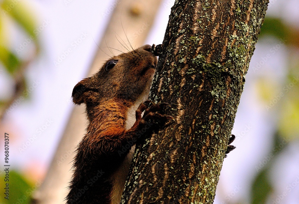 Fototapeta premium close up of a squirrel on a tree