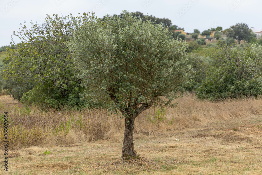 Green olive tree in the countryside in Portugal Green olive tree in the countryside in Portugal