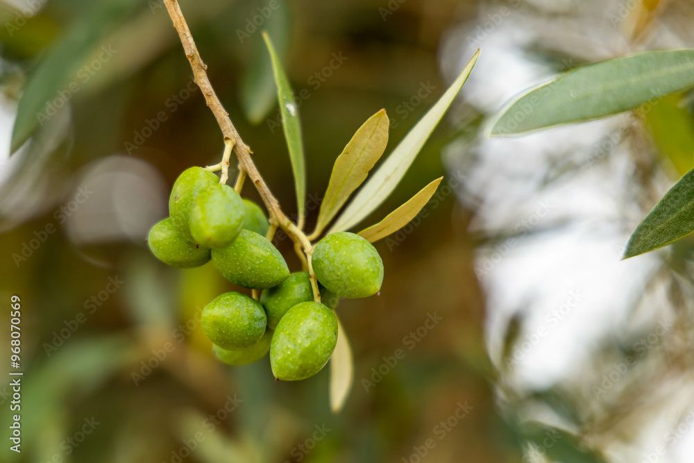 Green olives on a tree in Portugal almost ripe for picking. Green olives on a tree in Portugal almost ripe for picking.