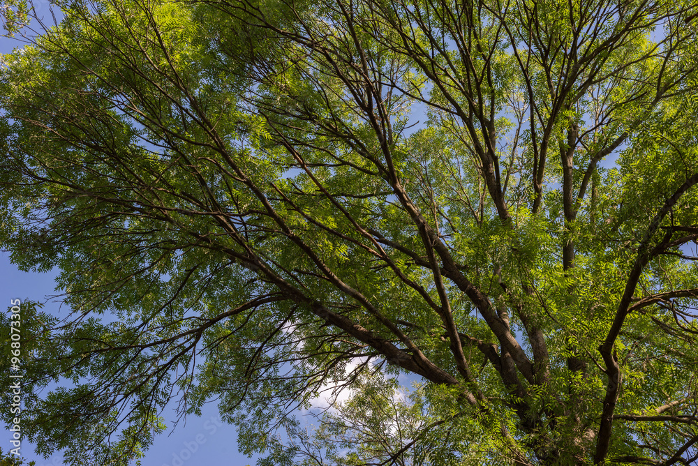 Fototapeta premium tree branch texture forest background natural