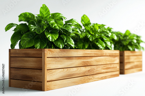 Fresh green plants in stylish wooden planters, perfect for home decor and indoor gardening.