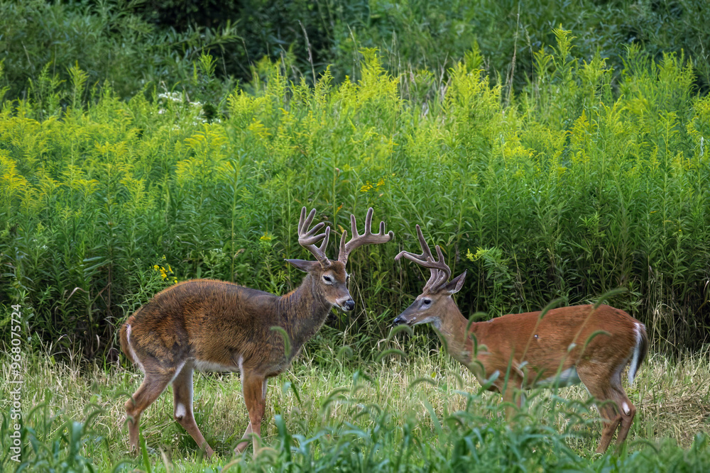 Whitetail Deer Whitetail Deer