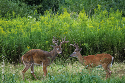 Whitetail Deer