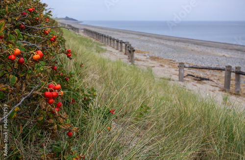 Rose hip berries and Marram grass on a beach in Pwllheli in North Wales UK
 photo