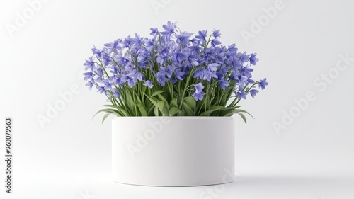 Beautiful bluebell display ...