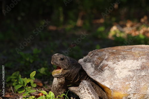 open mouth turtle