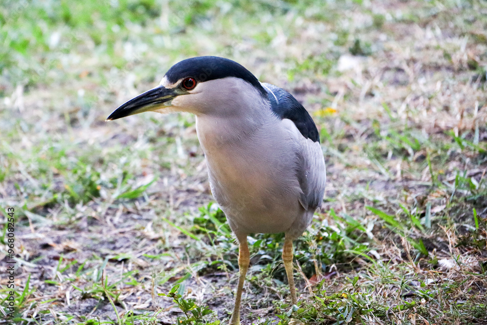 Naklejka premium Night Heron