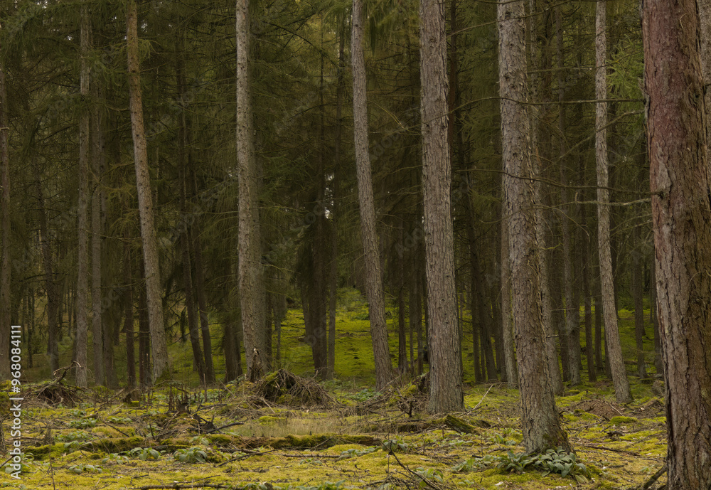 dense dark forest in autumn, dark forest, many trees in autumn, conifers in the forest, dark coniferous forest, autumn colors, moss on the forest floor dense dark forest in autumn, dark forest, many trees in autumn, conifers in the forest, dark coniferous forest, autumn colors, moss on the forest floor