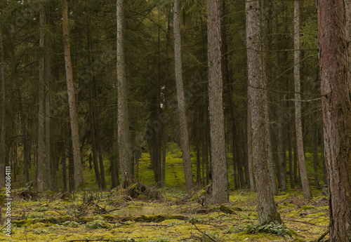 dense dark forest in autumn, dark forest, many trees in autumn, conifers in the forest, dark coniferous forest, autumn colors, moss on the forest floor