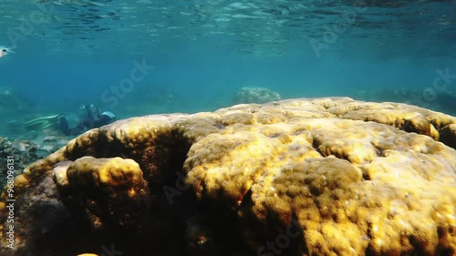 Wallpaper Mural Corail jaune et faune sous-marine vue par un plongeur qui les photographie Torontodigital.ca