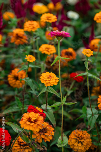 Wallpaper Mural Zinnia flowers in bloom with color garden background Torontodigital.ca