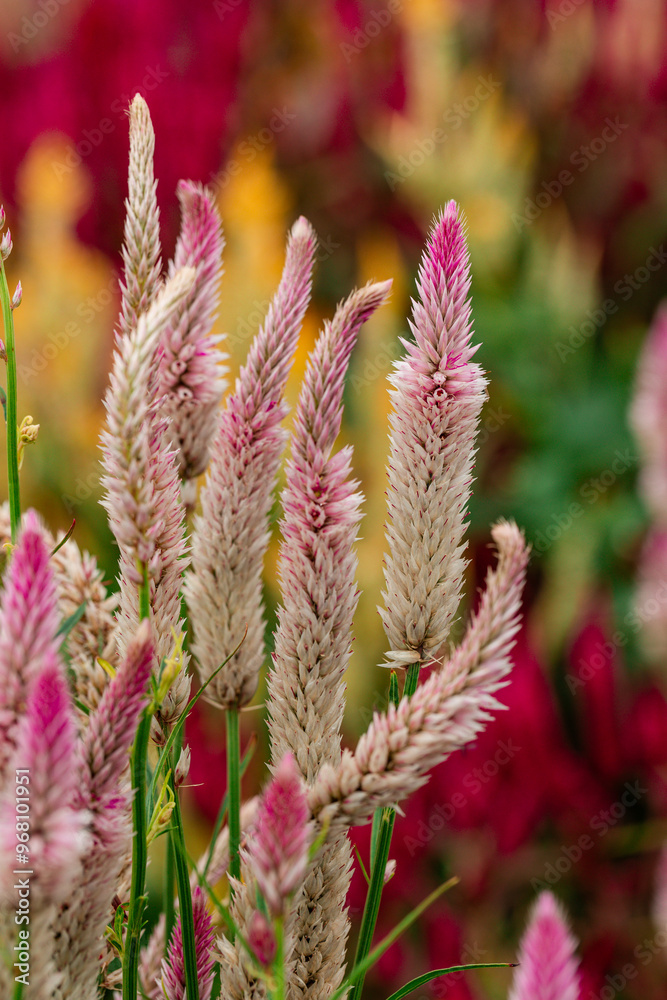 Vibrant pink feather flowers in a lush summer garden.
Vibrant pink feather flowers in a lush summer garden.