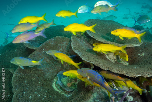 Goldsaddle goatfish, Parupeneus cyclostomus, bluefin trevally Caranx melampygus hunting behavior photo