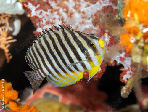 Multi barred angelfish, Paracentropyge multifasciata, Raja Ampat Indonesia photo