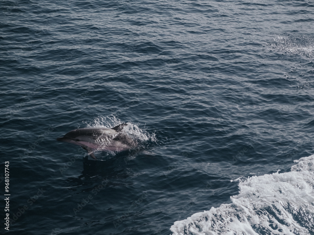 Naklejka premium Dolphin in Sicily