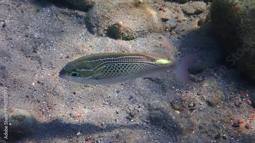 Arabian monocle bream, belongs to the family Nemipteridae, scientific name is Scolopsis ghanam, it is reef-associated fish inhabiting shallow sandy and stone bottoms near coral reefs photo