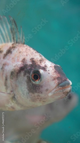 A fish with a black eye and a white stripe on its head. The fish is swimming in a blue pool