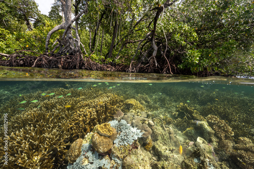 Mangrove forest and coral reefs in split shot, Gam Island Raja Ampat Indnonesia.