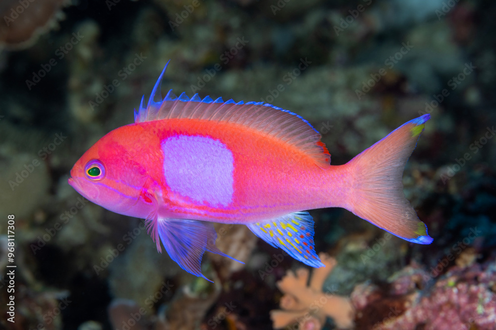 Male squarespot anthias, Pseudanthias pleurotaenia, Raja Ampat Indonesia.
