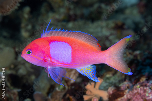 Male squarespot anthias, Pseudanthias pleurotaenia, Raja Ampat Indonesia.
