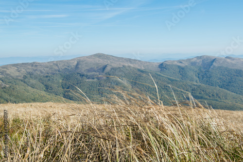 Fototapeta Naklejka Na Ścianę i Meble -  Bieszczady - trawa na wietrze