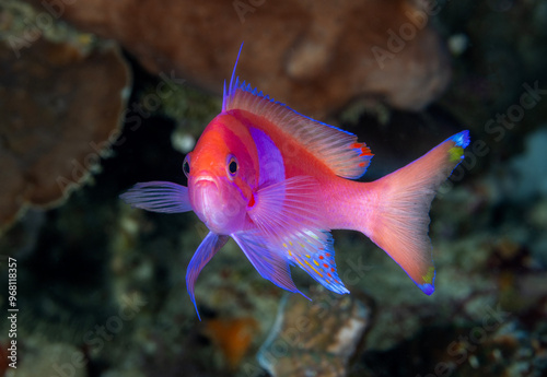 Male squarespot anthias, Pseudanthias pleurotaenia, Raja Ampat Indonesia.