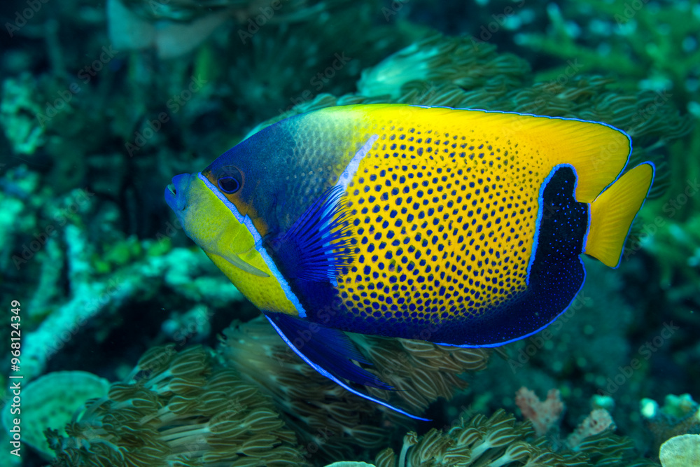 Obraz premium Blue girdled angelfish, Pomacanthus navarcus, Raja Ampat Indonesia.