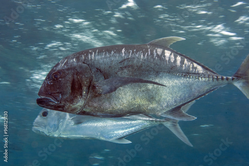 Giant trevally, Caranx ignobilis, Raja Ampat Indonesia. photo