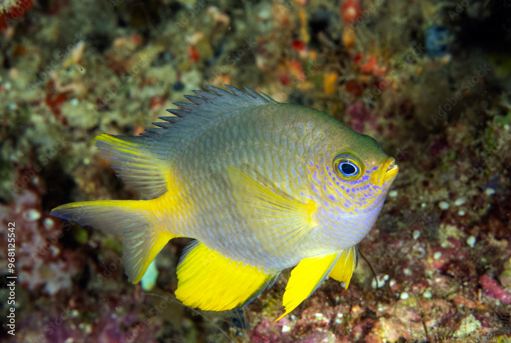 Golden damsel, Amblyglyphidodon aureus, Raja Ampat Indonesia. Golden damsel, Amblyglyphidodon aureus, Raja Ampat Indonesia.