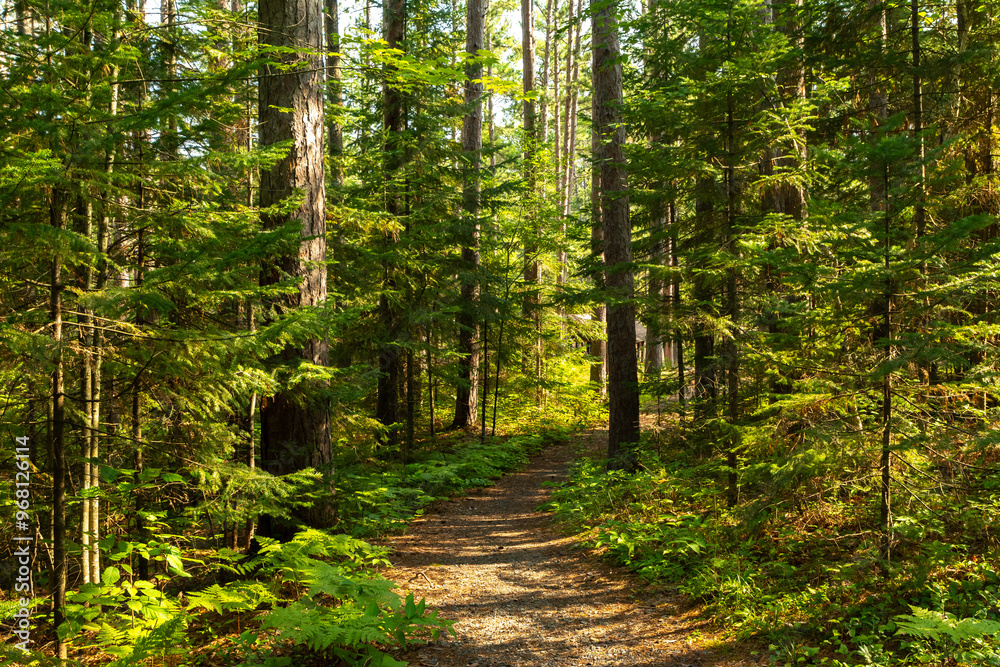 Fototapeta premium Hiking Trails through the pine trees in Amnicon Falls State Park. South Range, Wisconsin, USA.