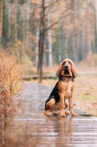 Bloodhound dog sitting on a wooden path in an autumn forest with soft light and blurred background