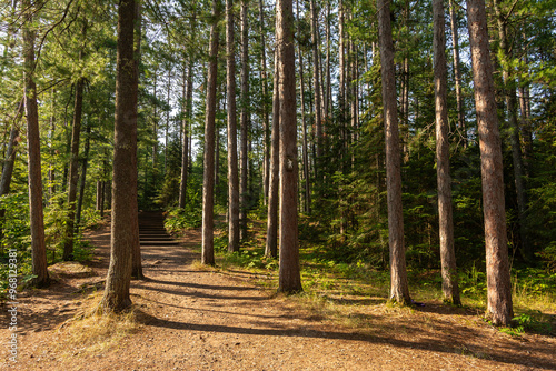 Hiking Trails through the pine trees in Amnicon Falls State Park.  South Range, Wisconsin, USA. photo