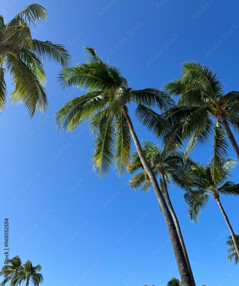 Fototapeta premium palm trees with blue sky